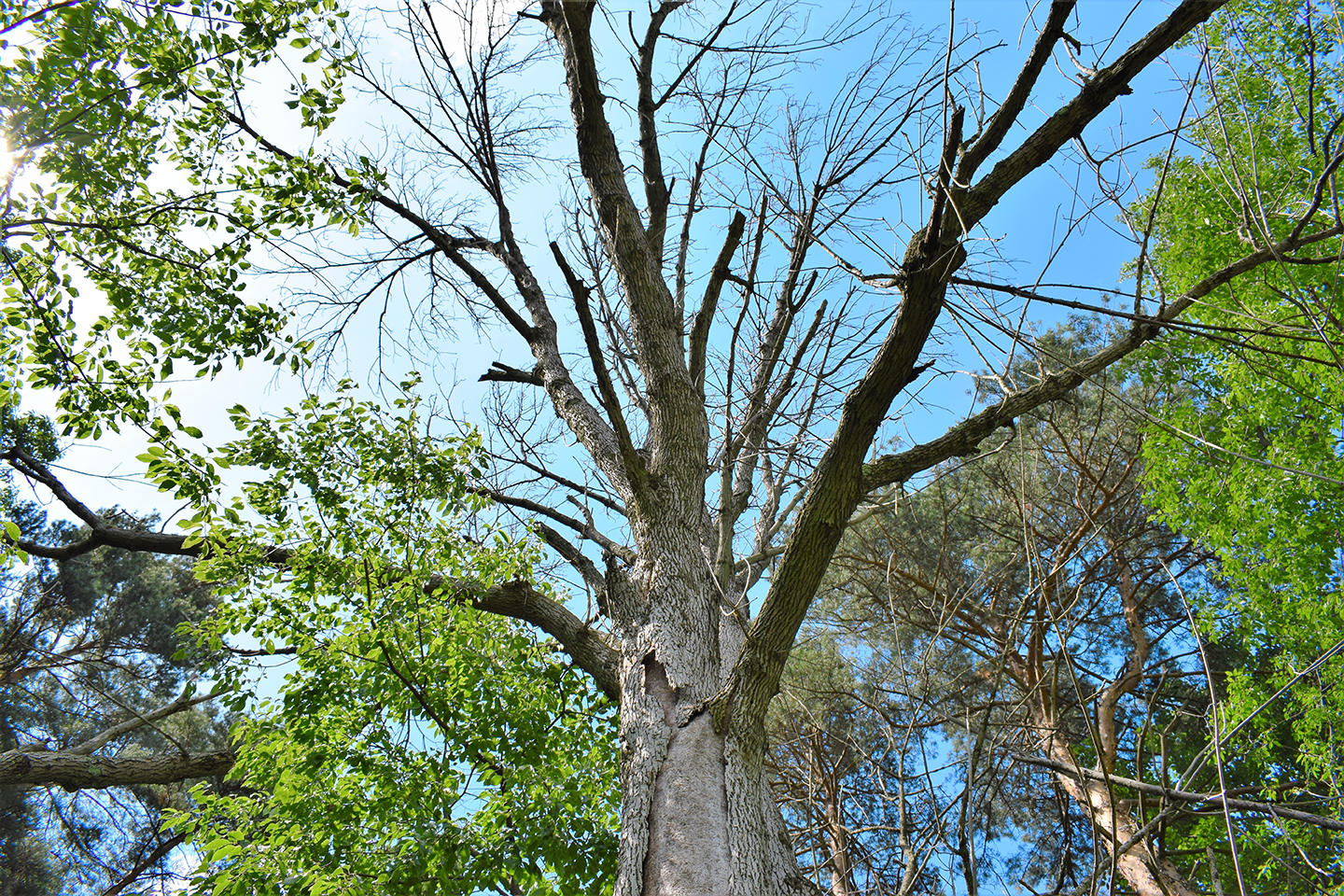 ash-tree-eab